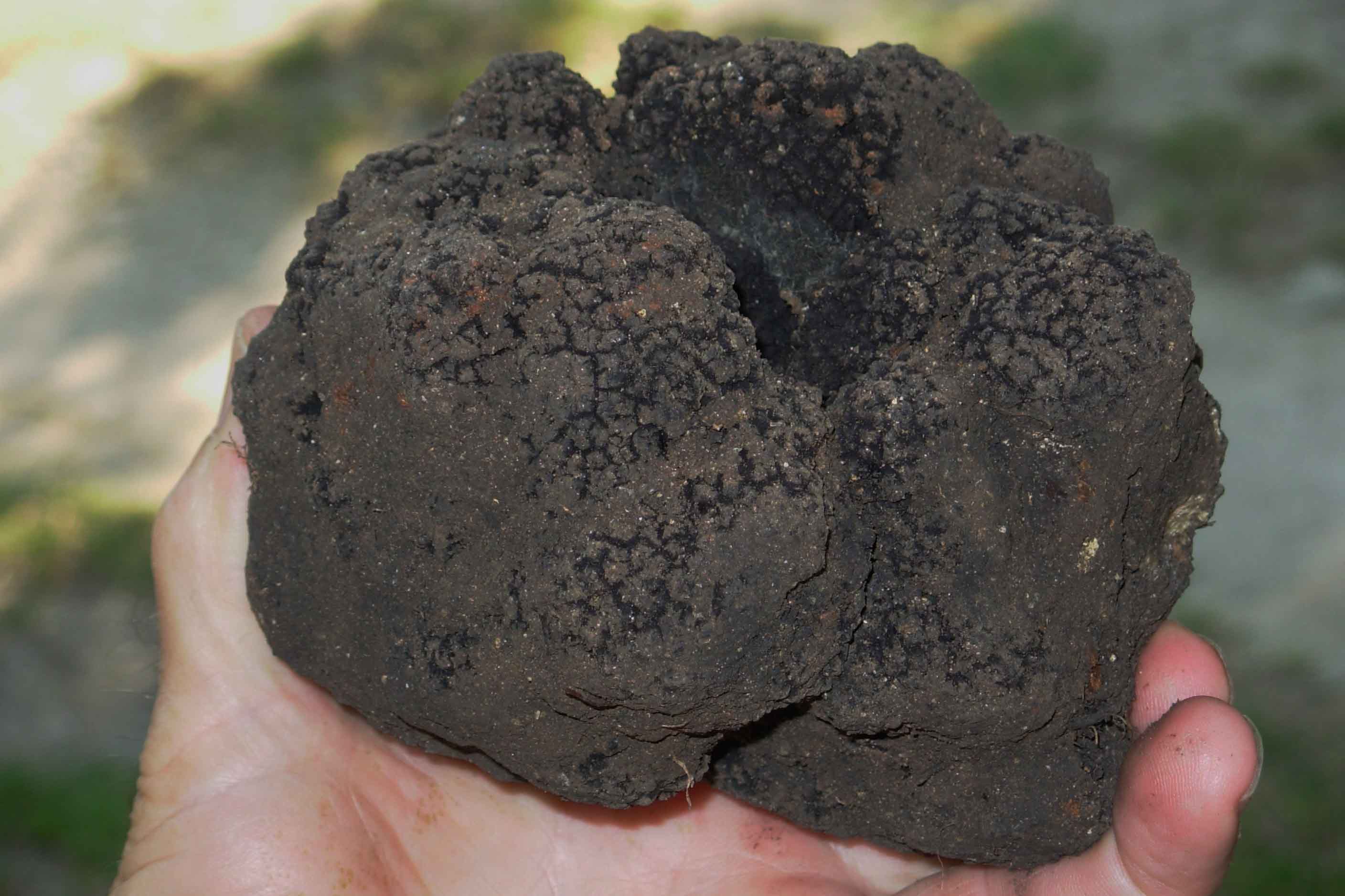 Truffes - Gordes