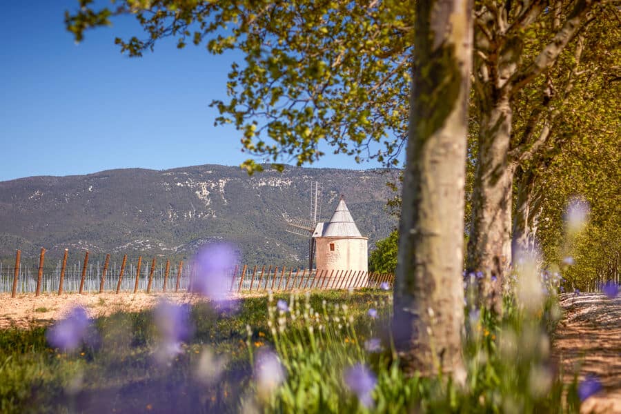 Château de Sannes dans le Luberon Château de Sannes entouré de vignes, lavandes et cyprès dans le Luberon