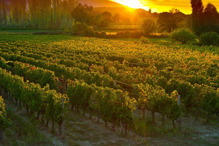 Dégustation de vins lors des Sunsets Vignerons Dégustation de vins et accords gourmands lors d'une soirée Sunsets Vignerons au Domaine de la Citadelle dans le Luberon