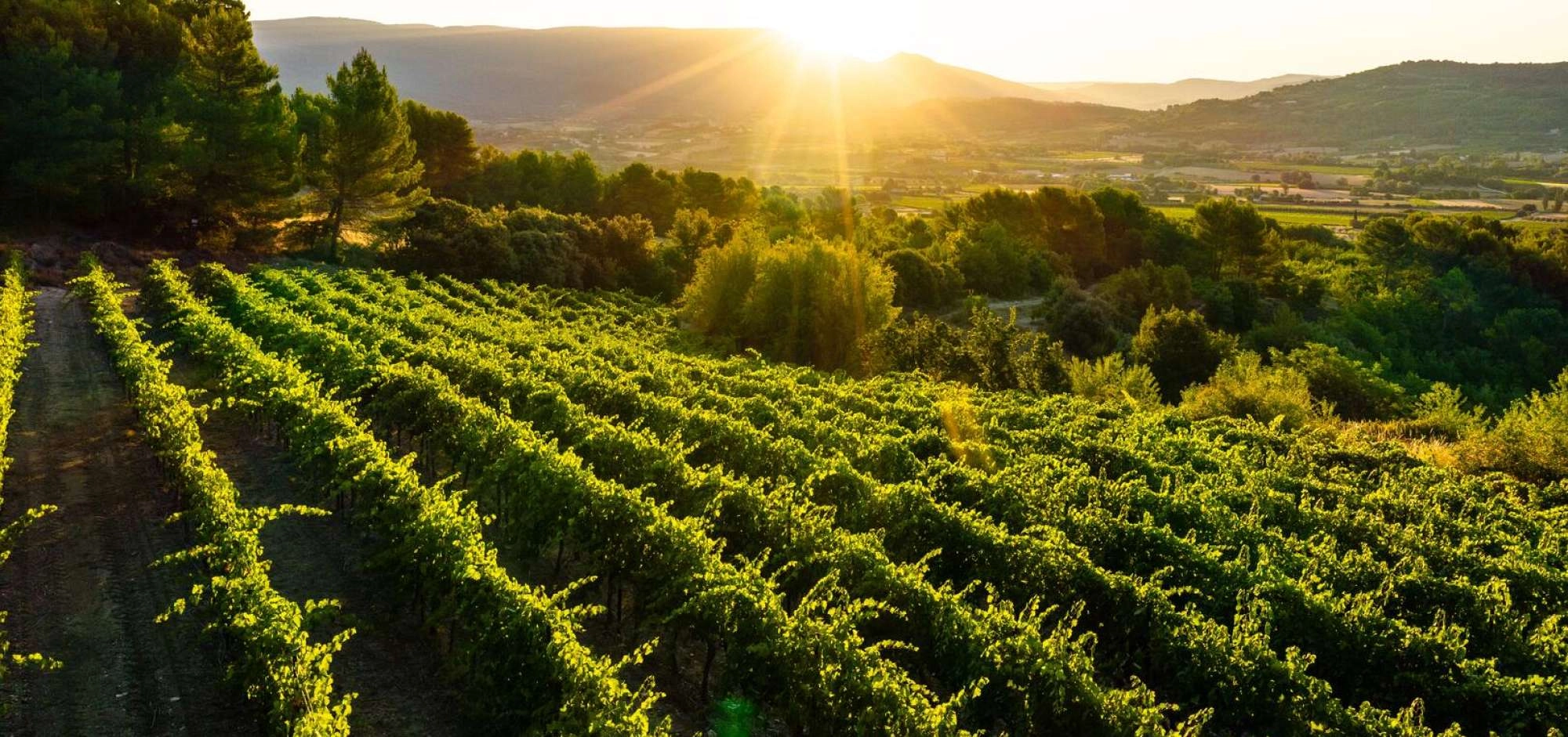 Sunsets Vignerons 2026 à la Cave de Lumières