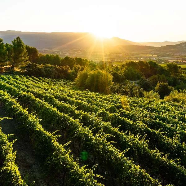 Sunsets Vignerons 2026 à la Cave de Lumières
