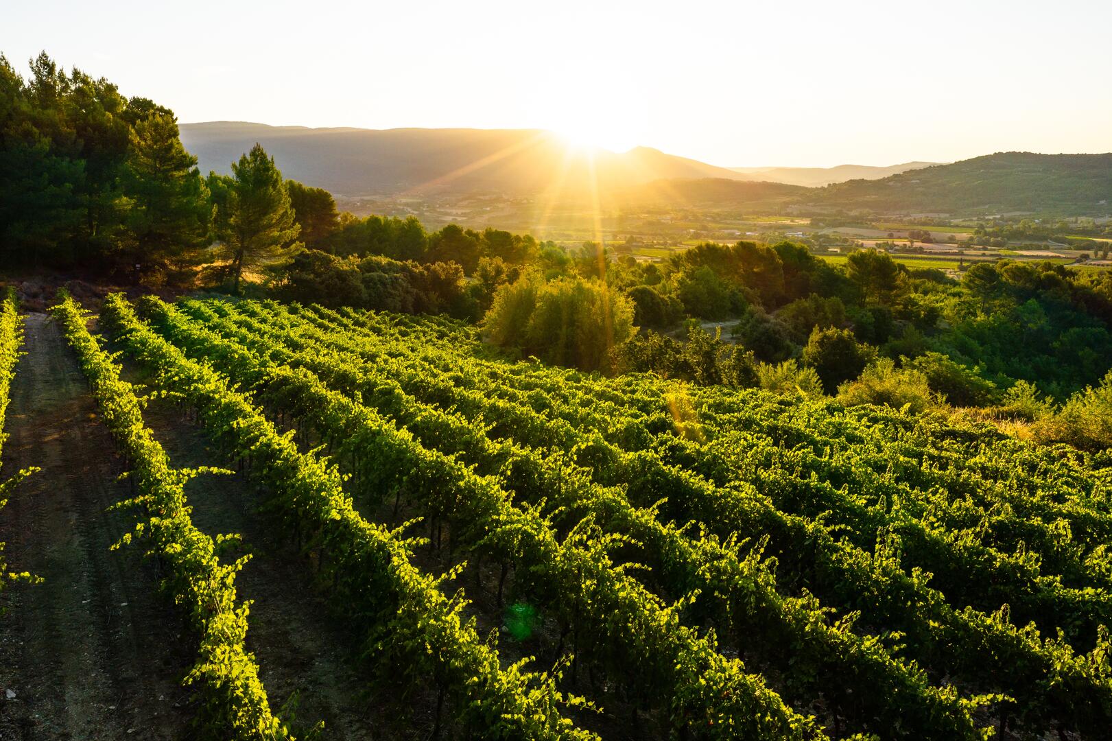 Dégustation de vins lors des Sunsets Vignerons Dégustation de vins et cuisine méditerranéenne lors d'une soirée Sunsets Vignerons à Goult dans le Luberon