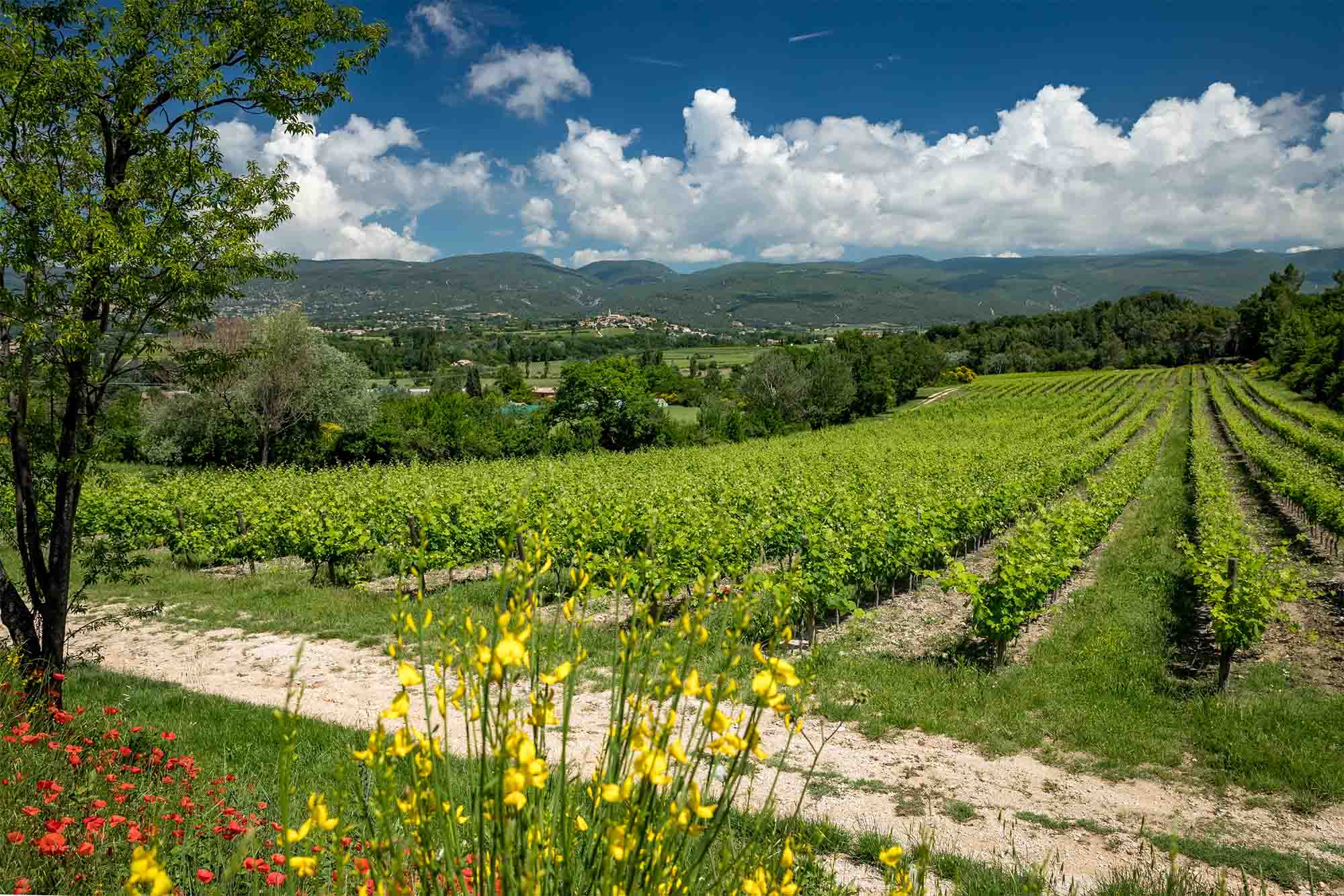 Vignes du Château Saint Pons Vignes du Château Saint Pons à Villars dans le Luberon