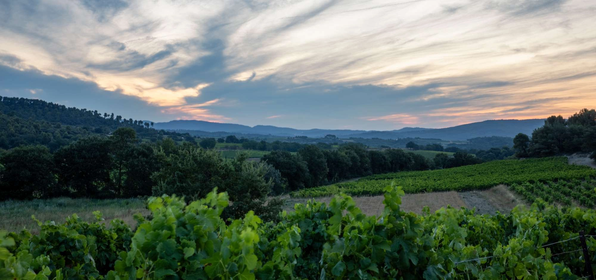 Sunsets Vignerons 2026 au Domaine Le Novi