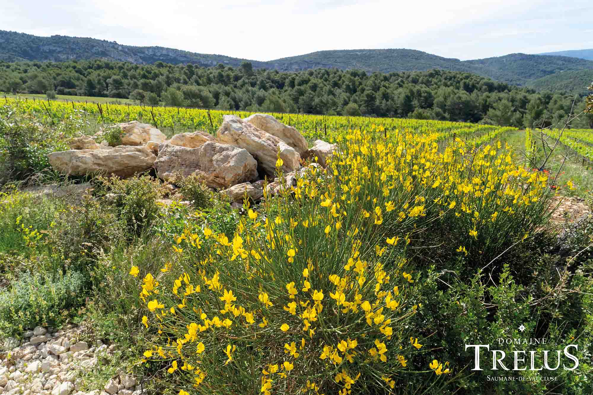Domaine TréluS à Saumane-de-Vaucluse Domaine TréluS sur les hauteurs de Saumane-de-Vaucluse