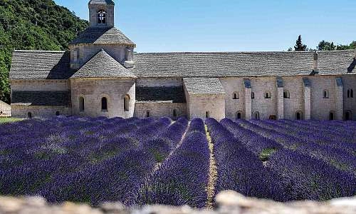 Abbaye de Sénanque et lavandes.jpg