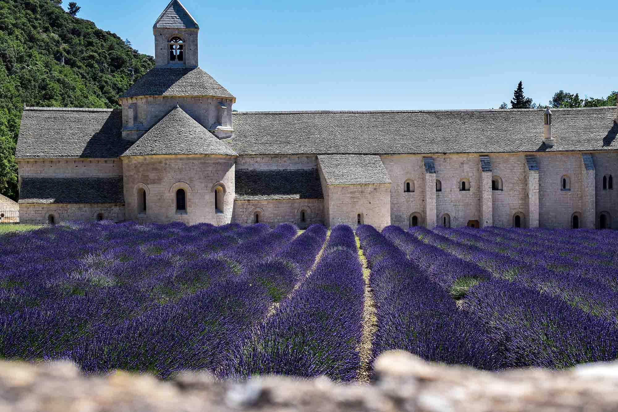Champs de lavande en fleurs devant l’abbaye de Sénanque en été
