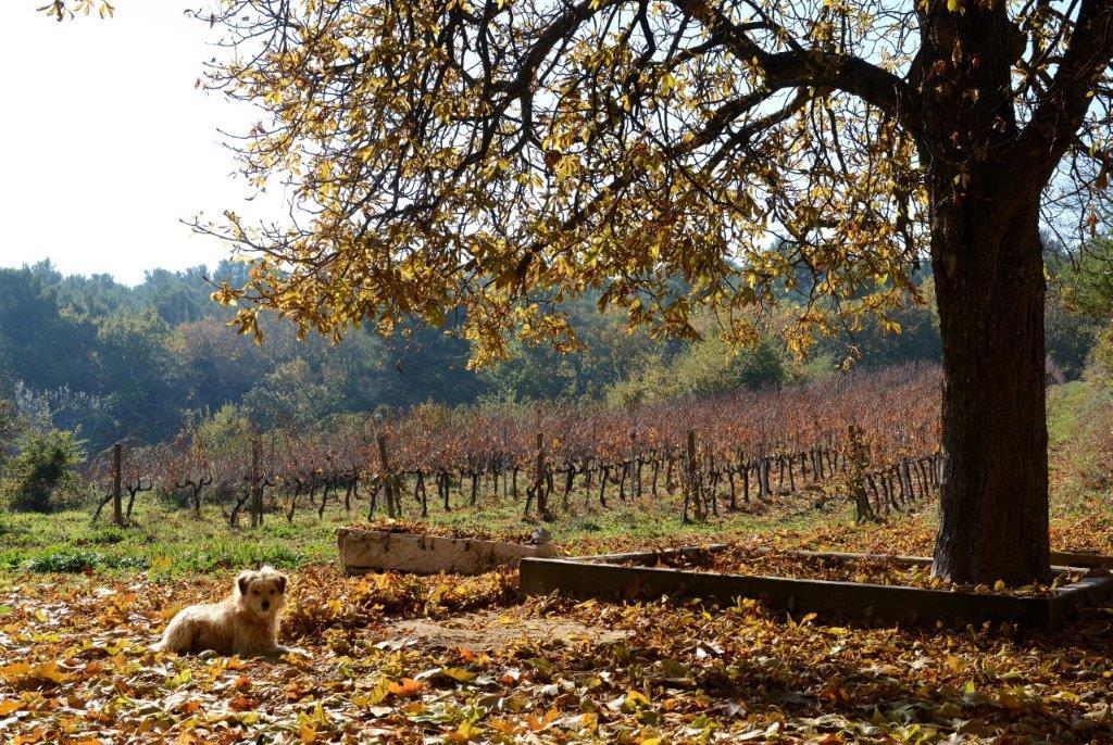 Domaine de la Verrière à Goult Domaine de la Verrière à Goult face à la montagne du Luberon