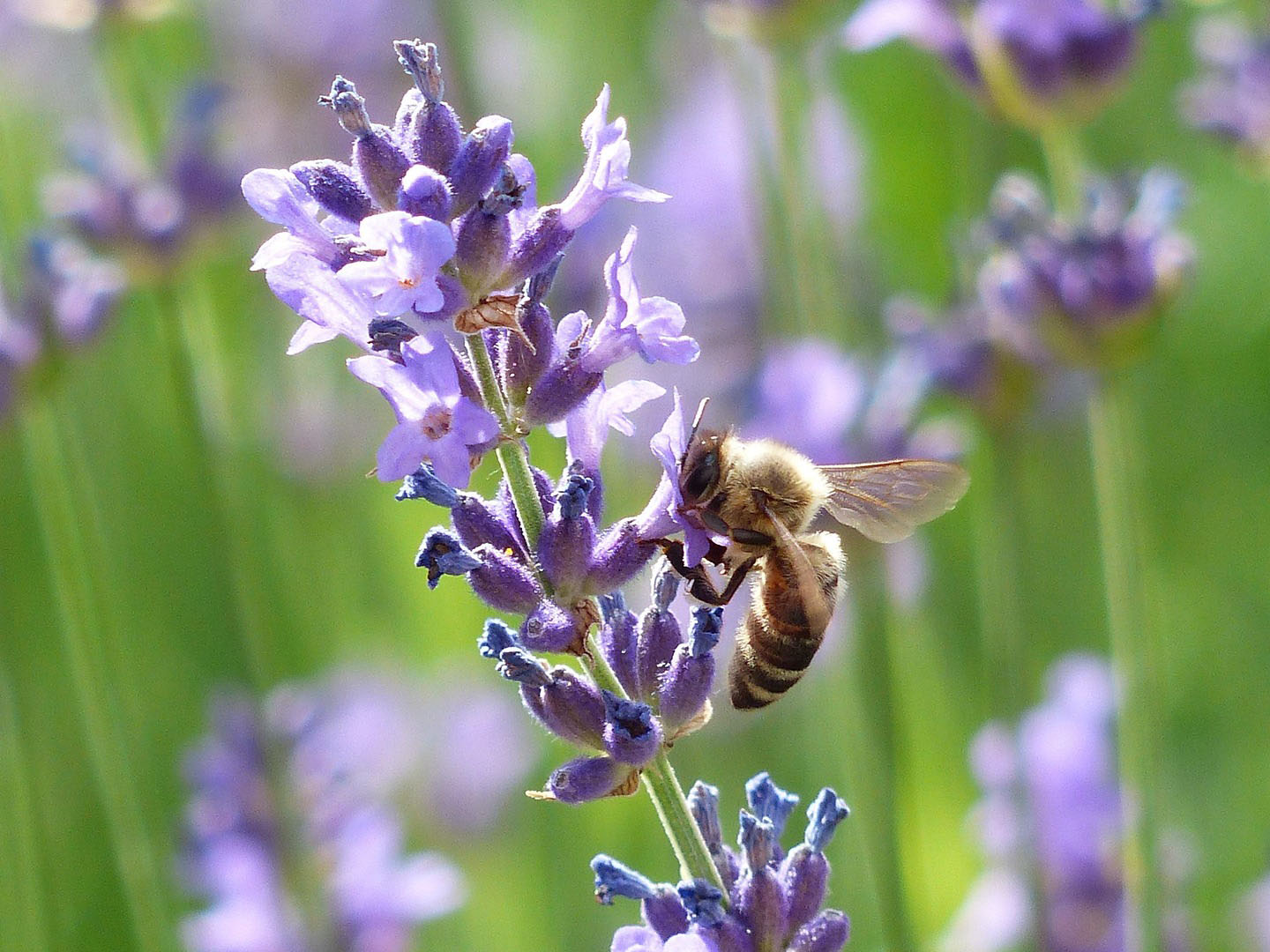Abeille récoltant du nectar sur une tige de lavande en fleur