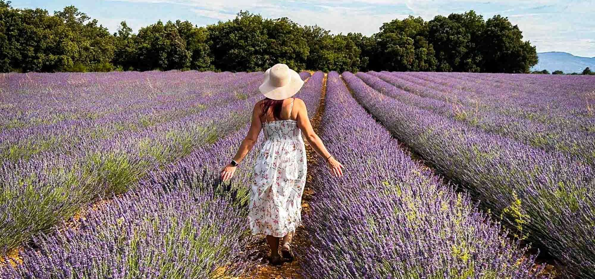 Lavande dans le Luberon : découvrir l'essentiel... autrement