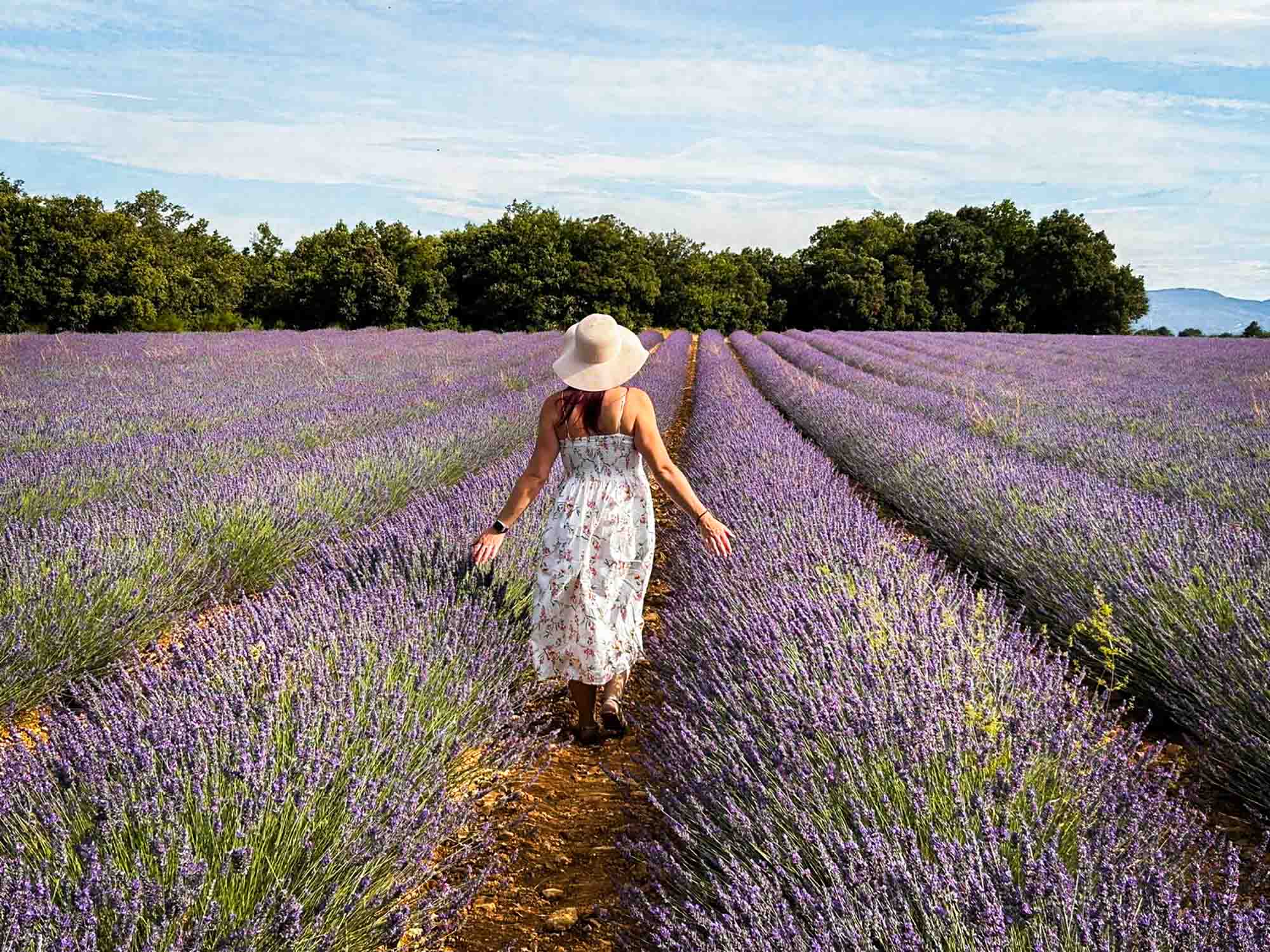 Champ de lavande dans le Luberon