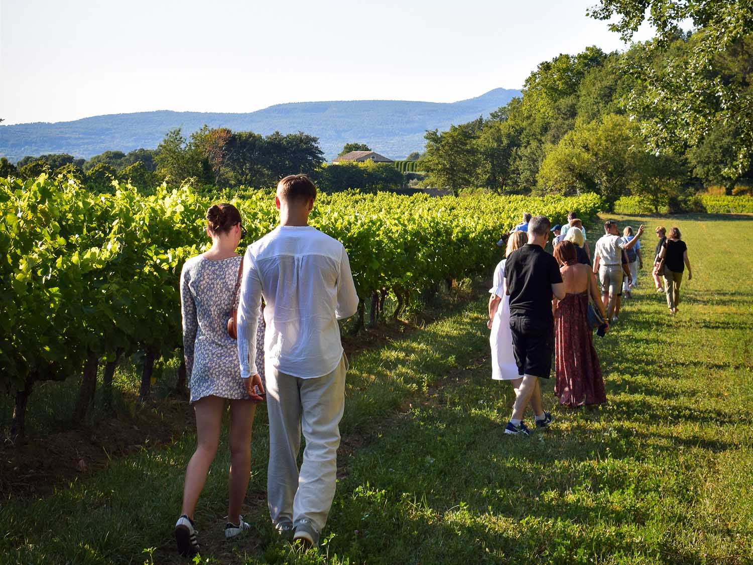 Affiche de l'édition 2025 des Sunsets Vignerons en Luberon : 26 vignerons passionnés à rencontrer chaque mardi soir du 24 juin au 9 septembre, de 18h30 à 21h