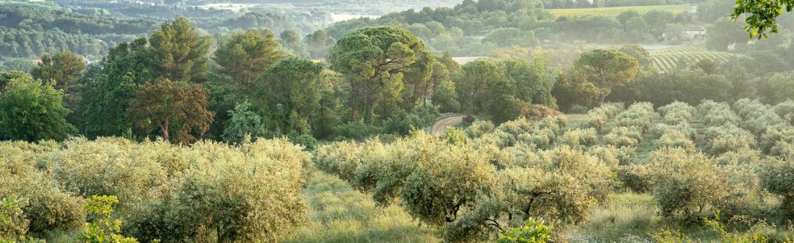 Vue sur l’oliveraie du domaine Bastide du Laval à Cadenet dans le Luberon