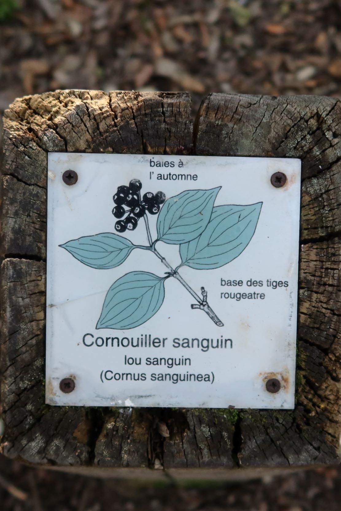 Panneau du sentier de Lagnes sur le cornouiller sanguin Panneau pédagogique du sentier de découverte présentant le cornouiller sanguin