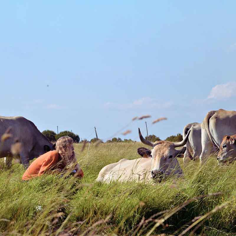 Une actrice au milieu d’un troupeau de vaches lors du spectacle Tentative de coexistence entre ruminantes, performance théâtrale en plein air.