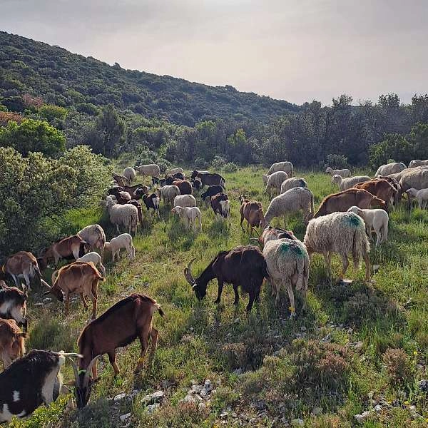 Ferme du petit luberon