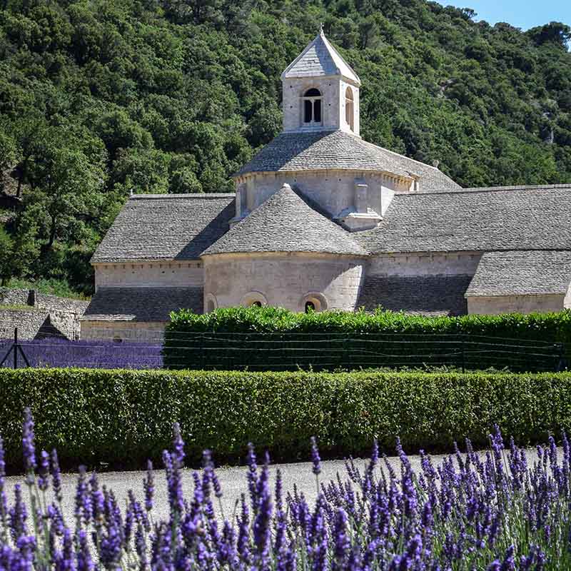 Abbaye de Sénanque dans le vallon de la Sénancole, chevet de l’église abbatiale en pierre calcaire, entouré de champs de lavandin