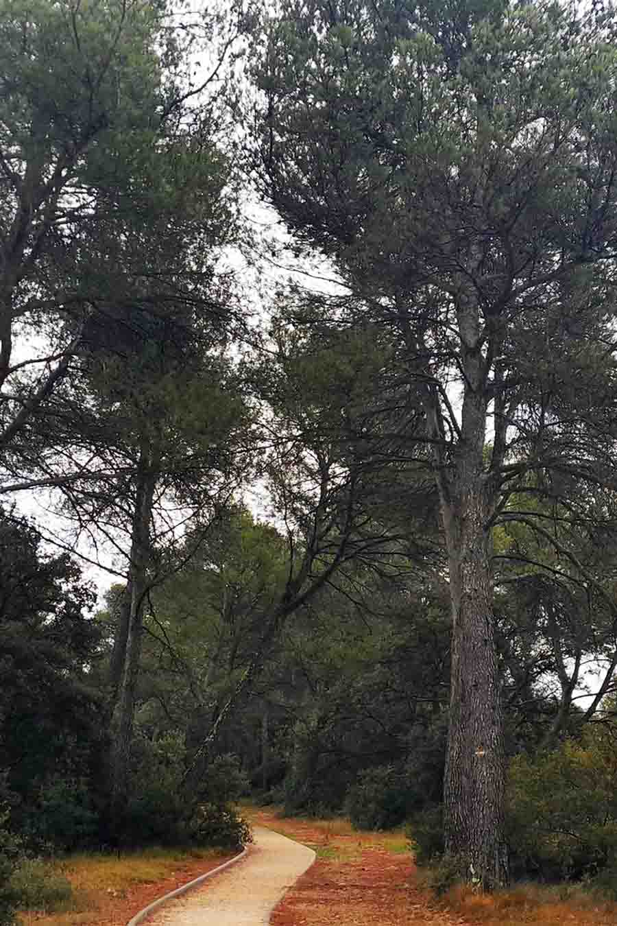 Sentier aménagé dans la forêt de La Garrigue à Mérindol Chemin accessible au cœur de la pinède de La Garrigue à Mérindol