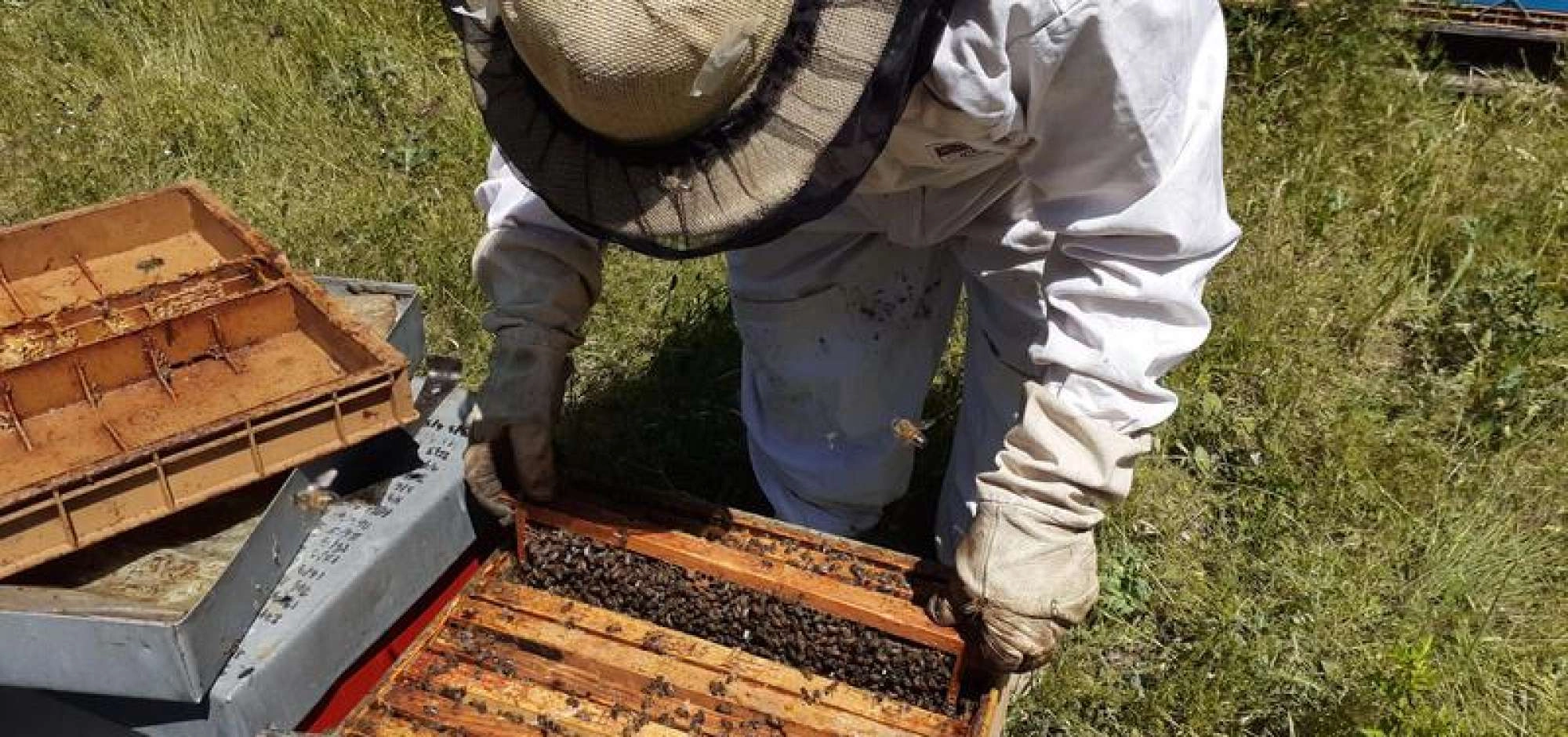 Visite à la ferme des Ruchers des Messeguières