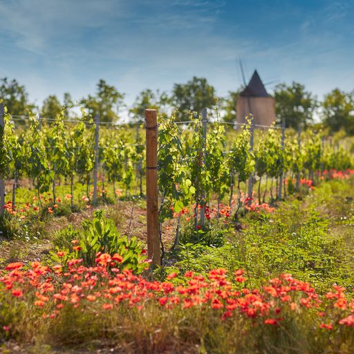 Vignes du Château de Sannes dans le Luberon avec coquelicots au premier plan et moulin en arrière-plan
