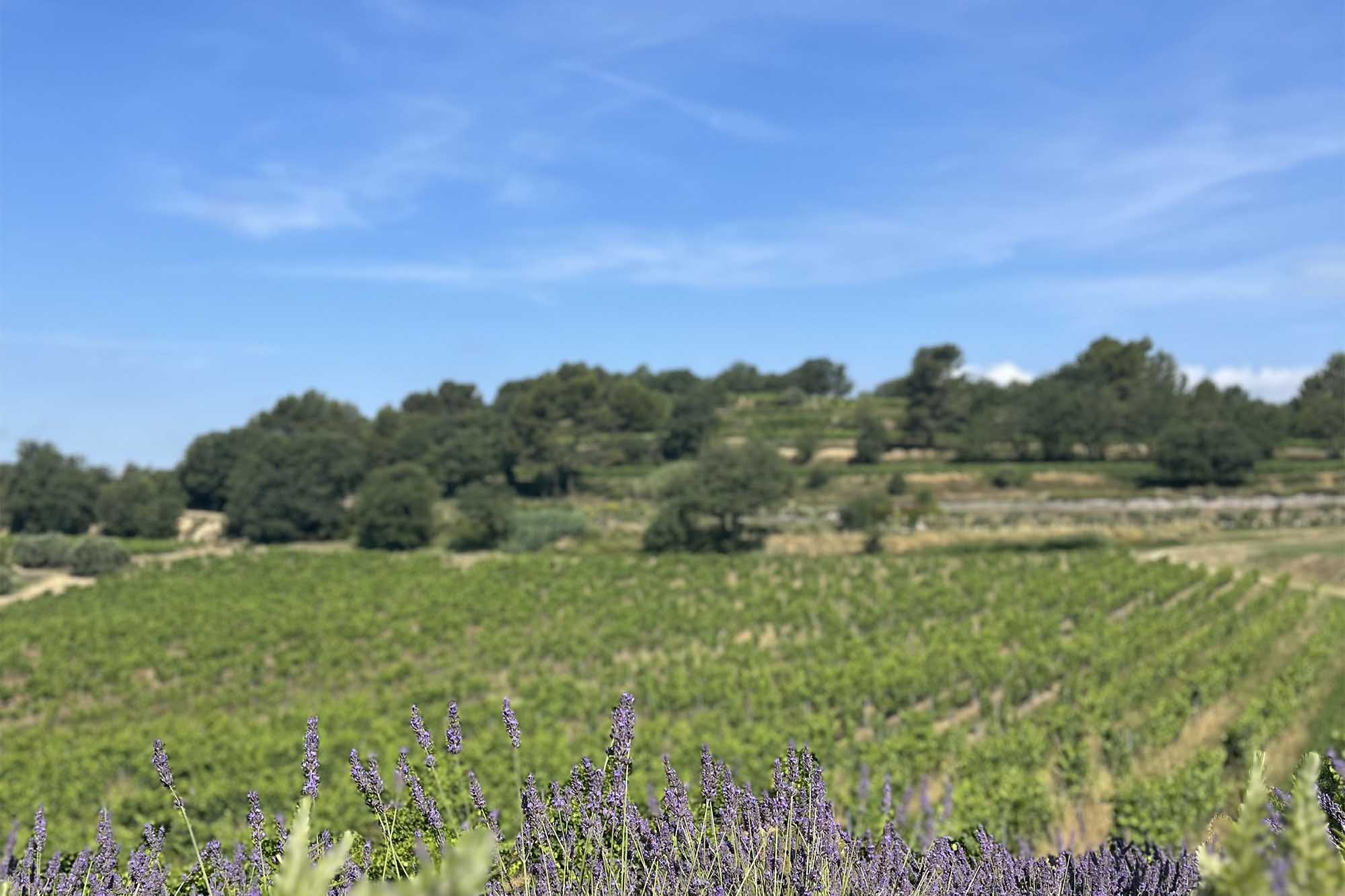 Vignes du Domaine de la Coquillade avec plants de lavande au premier plan, dans le Luberon
