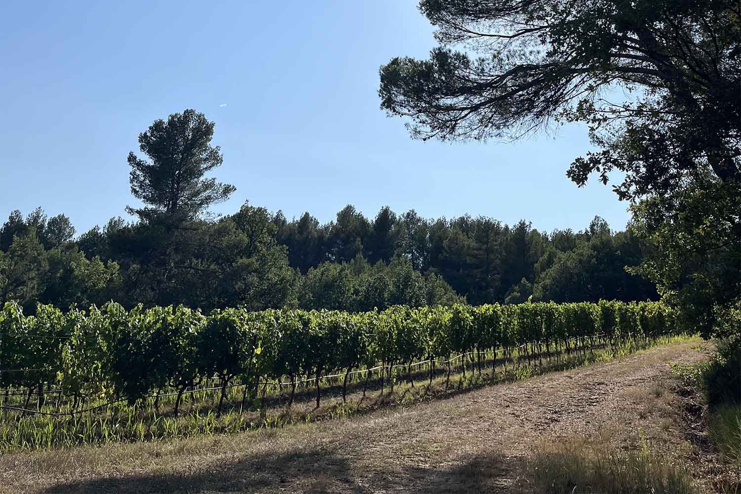 Rangées de vignes du Domaine de la Coquillade bordées d'une pinède sous le ciel bleu du Luberon