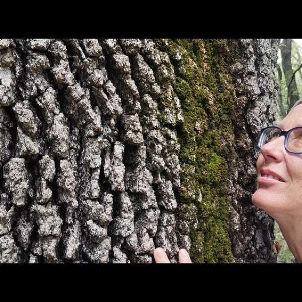 Sortie Shinrin Yoku : bain de forêt et bien-être en nature