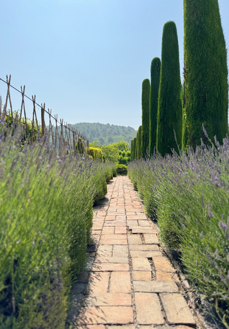 Allée bordée de lavandes et de cyprès dans les jardins du Château Val Joanis
