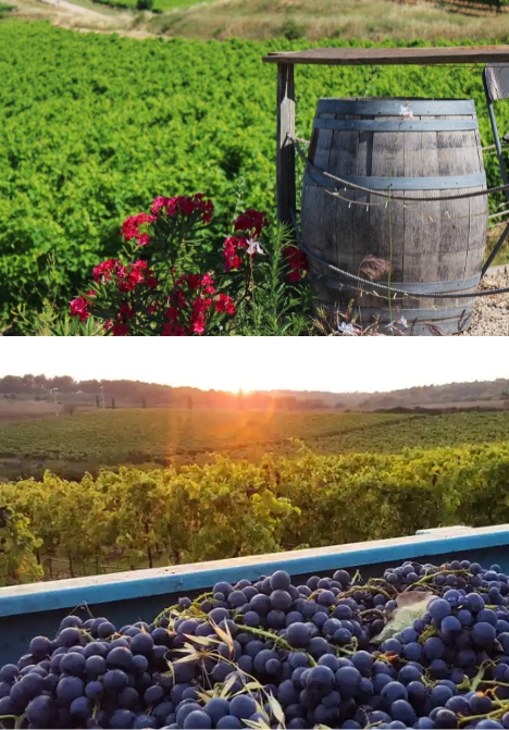 Vignes du Luberon, tonneau en bois et grappes de raisin au coucher du soleil