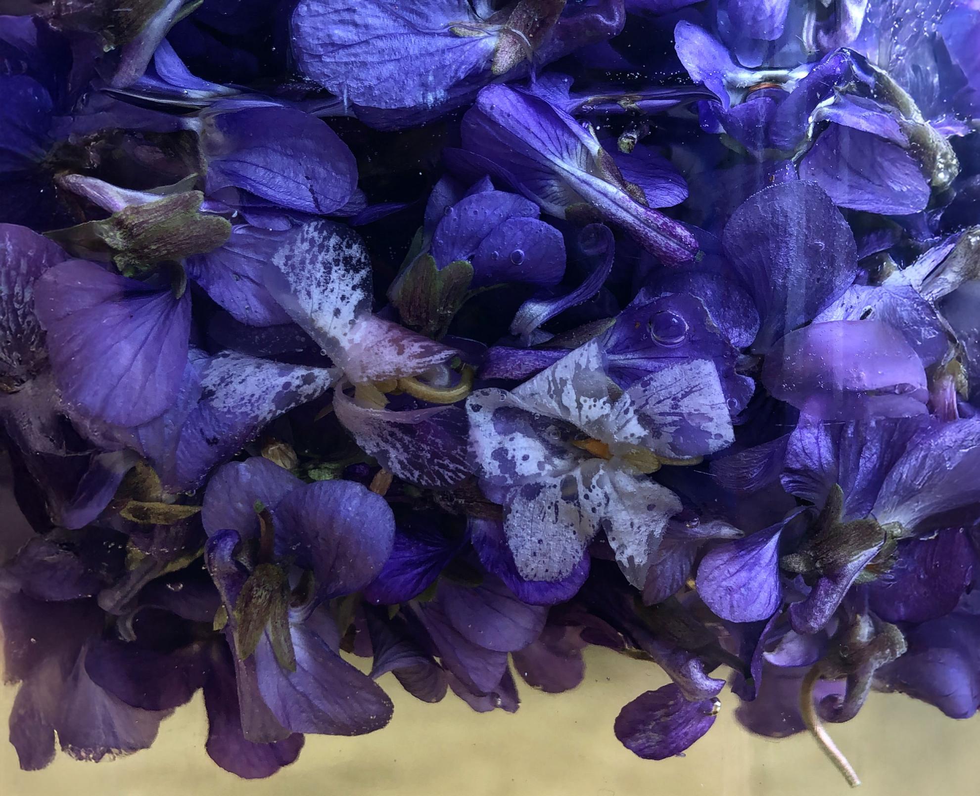 Fleurs sauvages utilisées pour la création de boissons lors d’un atelier de mixologie végétale au Festival Confit !