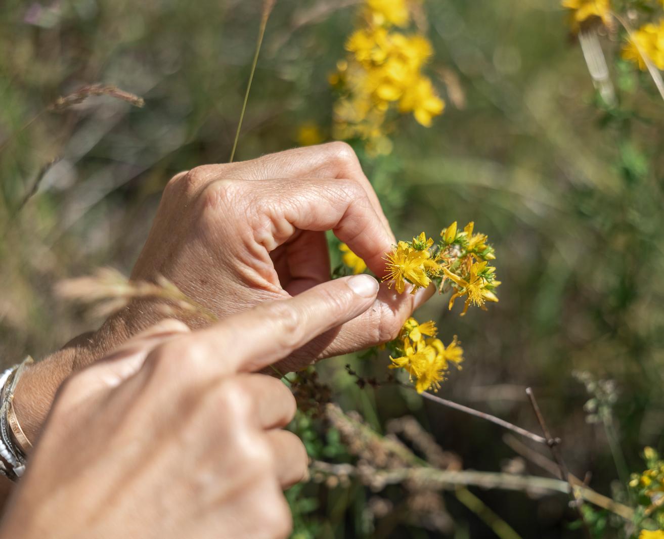 Main observant une plante sauvage lors d’une balade botanique dans le Luberon au Festival Confit !