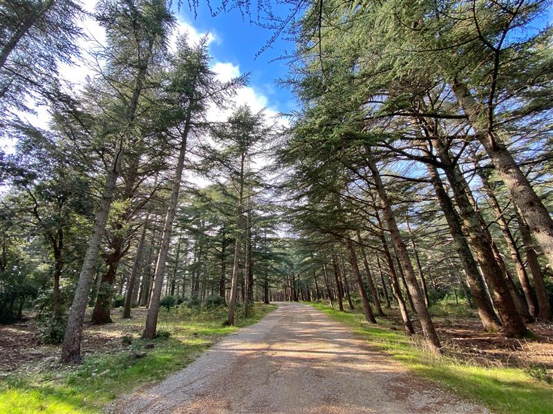 La forêt des Cèdres à Bonnieux