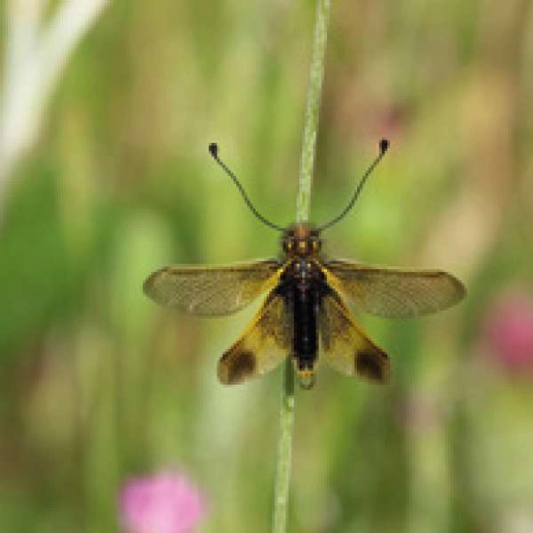 Les insectes et autres petites bêtes qui nous entourent - Conférence