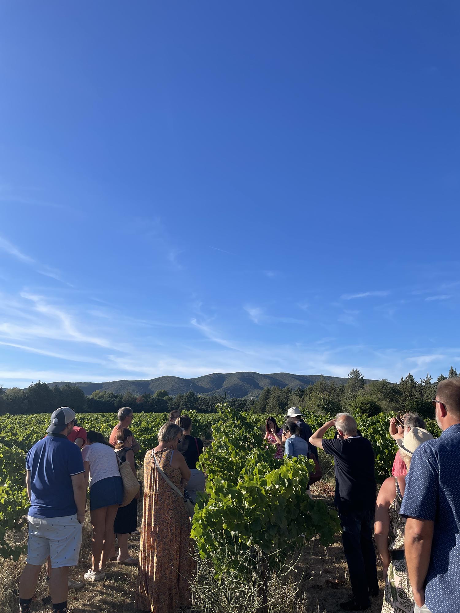 Dégustation de vins lors des Sunsets Vignerons Dégustation de vins et accords charcuterie fromage lors d'une soirée Sunsets Vignerons dans le Luberon
