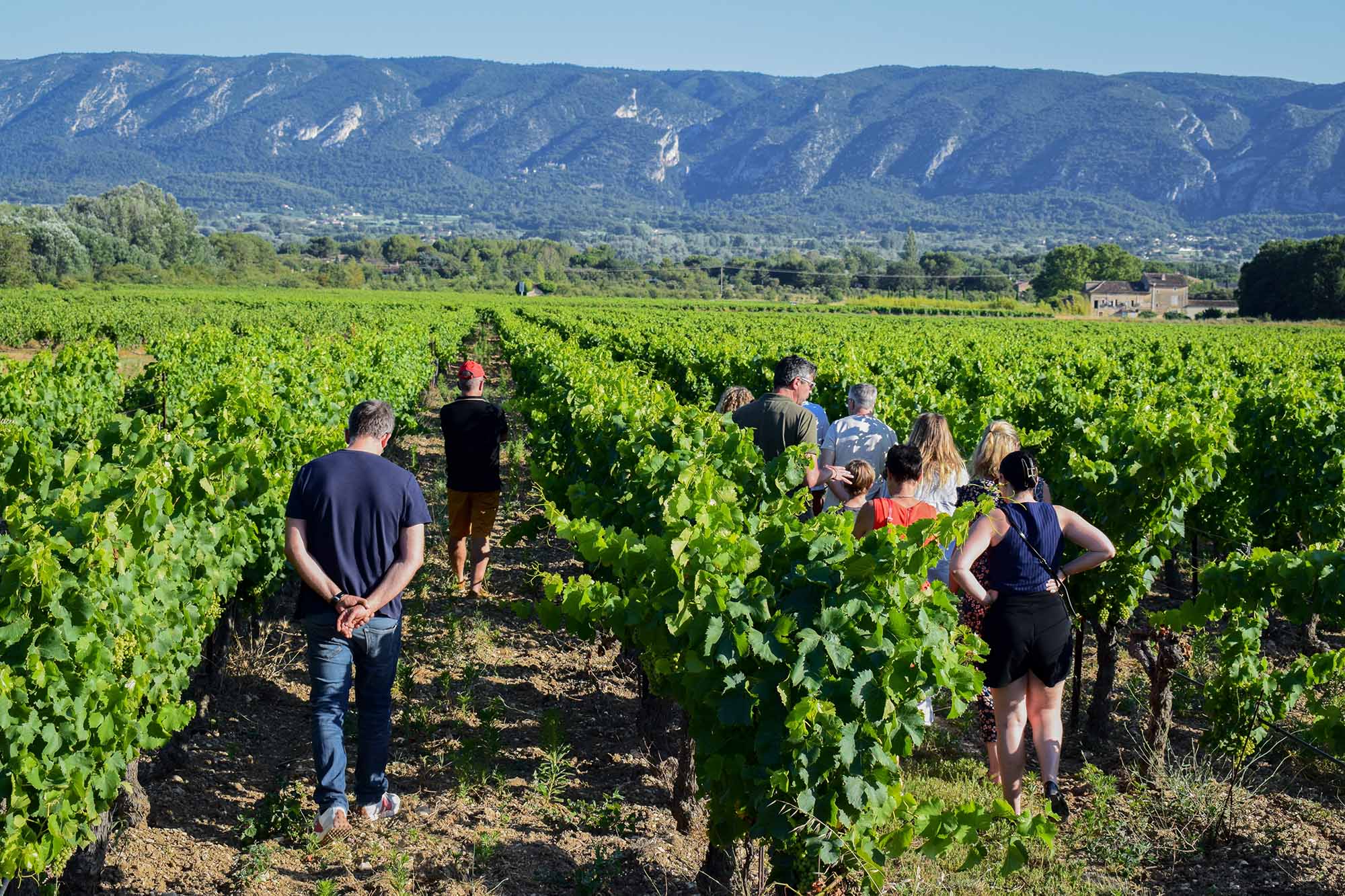 Dégustation de vins et accords gourmands lors d'une soirée Sunsets Vignerons dans le Luberon