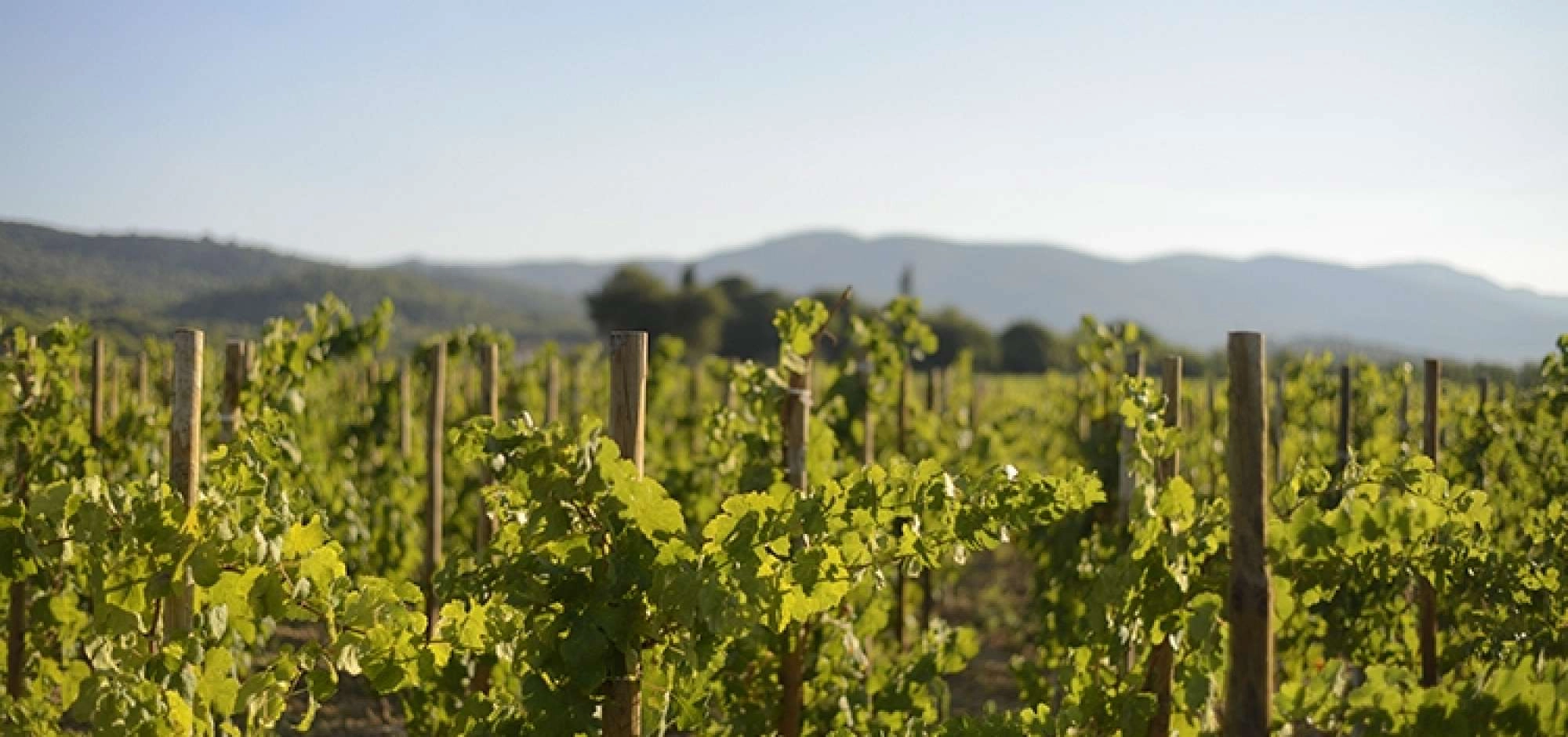 Sunsets Vignerons 2026 en Luberon au domaine de MasLauris