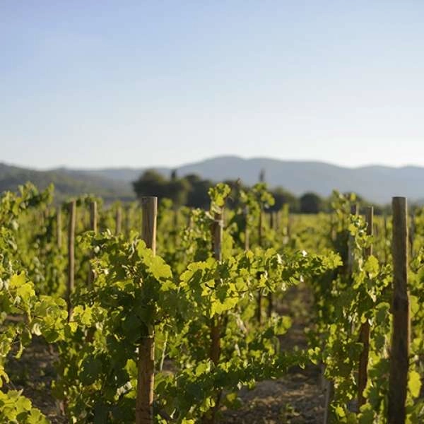 Sunsets Vignerons 2026 en Luberon au domaine de MasLauris