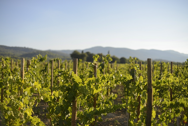 Dégustation de vins lors des Sunsets Vignerons Dégustation de vins et accords gourmands lors d'une soirée Sunsets Vignerons au Domaine de MasLauris dans le Luberon