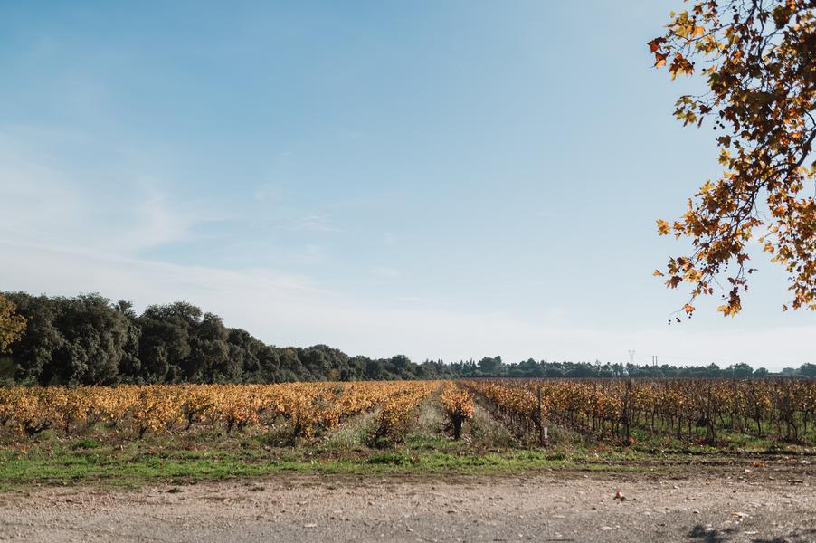 Clos des Saumanes à Châteauneuf-de-Gadagne au cœur des vignes