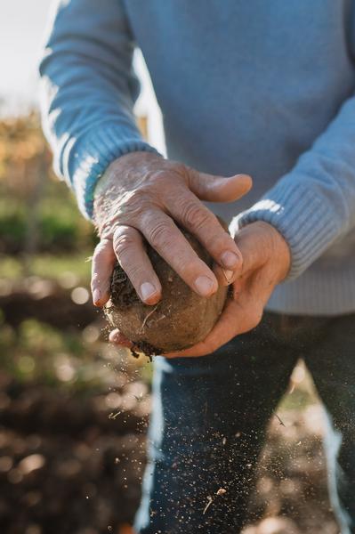 Vignes du Clos des Saumanes sur un terroir de galets roulés
