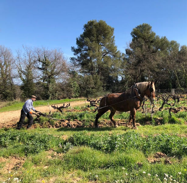 Vignes du Château de Mille entre Apt et Bonnieux dans le Luberon