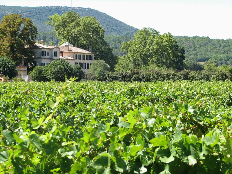 Vignes de Château Clapier sur le terroir de Mirabeau dans le Luberon