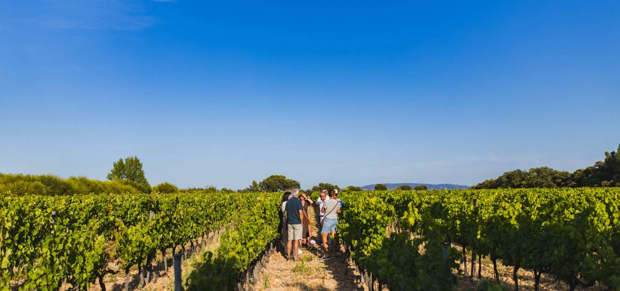 Sunsets Vignerons 2026 au Domaine des Garriguettes