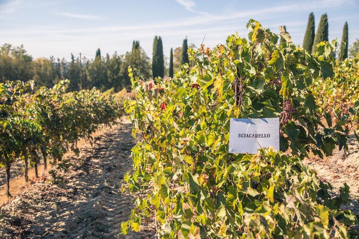 Vignes du Château Turcan Vignes du Château Turcan sur les coteaux d'Ansouis dans le Luberon