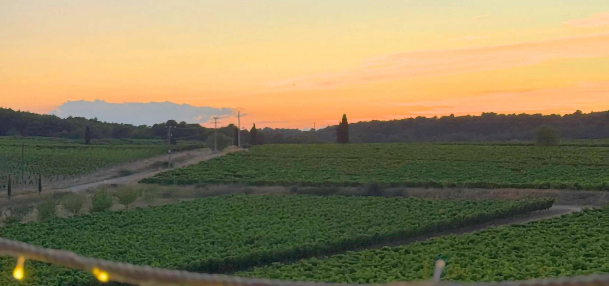 Sunsets vignerons 2026 au Domaine du Coffre