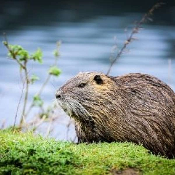 Rendez-vous Nature : castor et oiseaux de la Durance