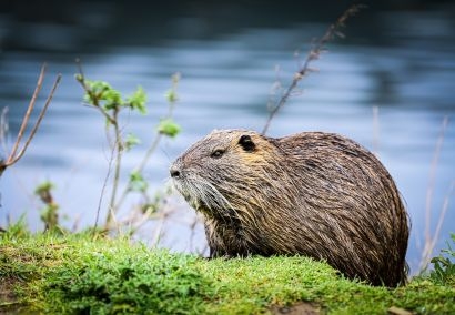 Rendez-vous Nature à la découverte du castor et des oiseaux de la Durance Sortie nature à Mérindol pour découvrir le castor et les oiseaux de la Durance