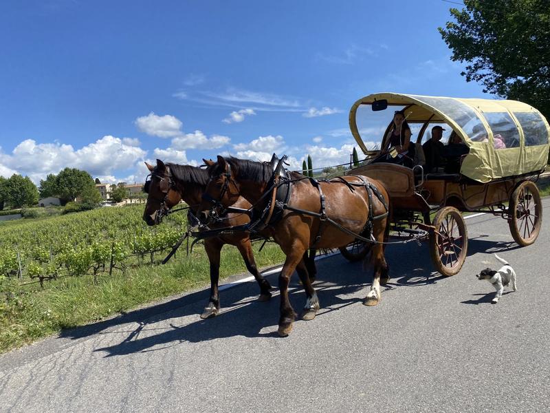 Balade en calèche dans le Luberon avec Provence Hipposervices Balade en calèche dans le Luberon avec Provence Hipposervices, entre vignes et paysages provençaux