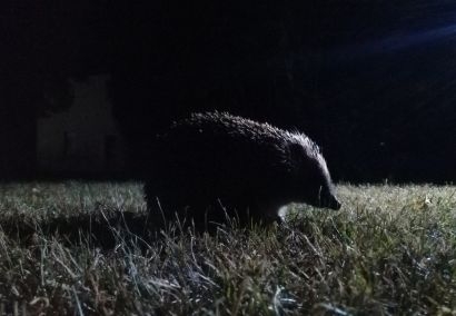 Sortie nocturne pour observer la faune sauvage et le castor à la tombée du jour
