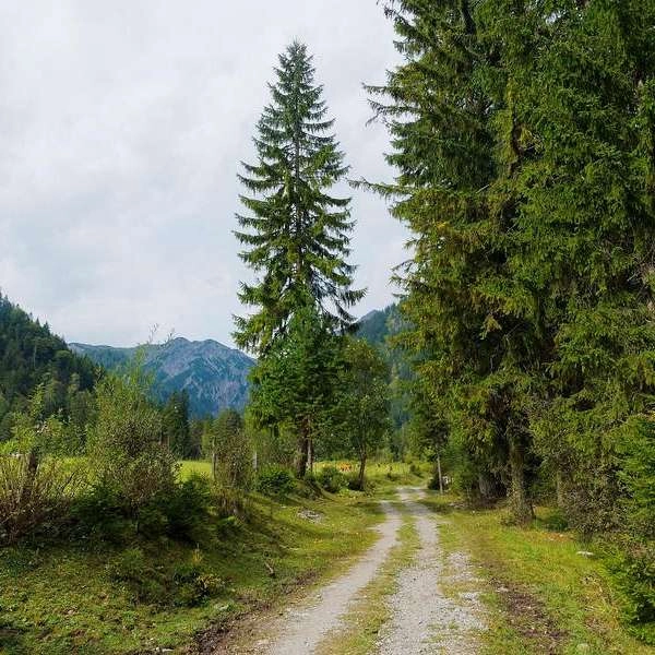 Gestion de la forêt méditerranéenne à Mérindol